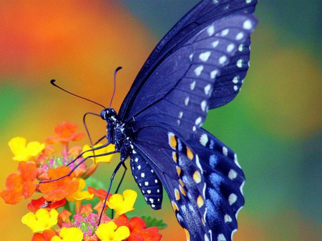 Все о бабочках в Пензе | ЗооТом портал о животных