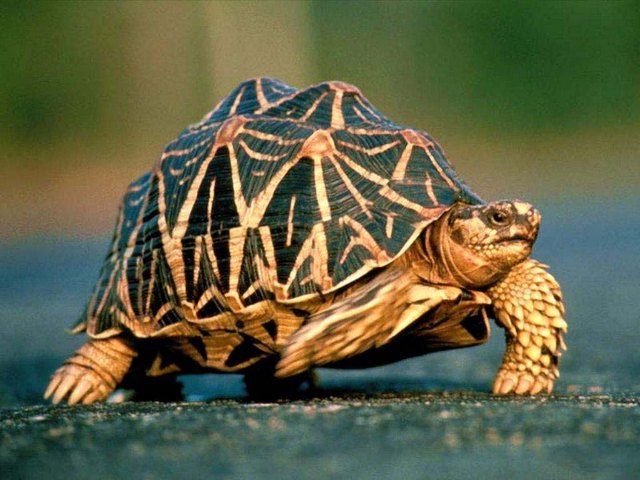 Все о черепахах в Пензе | ЗооТом портал о животных