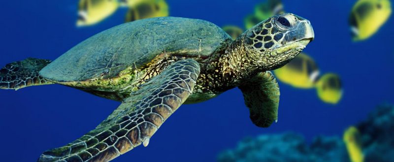 Все о черепахах в Пензе | ЗооТом портал о животных