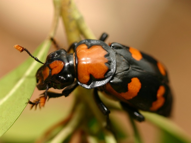 Все о жуках в Пензе | ЗооТом портал о животных