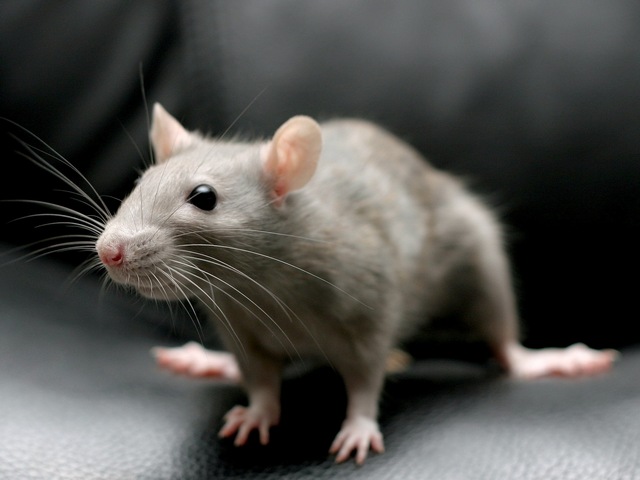 Все о крысах в Пензе | ЗооТом портал о животных