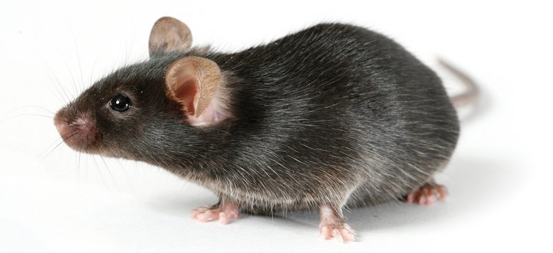 Все о крысах в Пензе | ЗооТом портал о животных