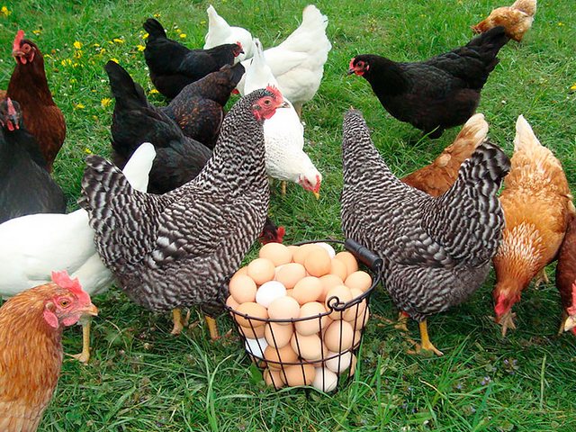 Содержание кур и уход за ними | ЗооТом - продажа, вязка и услуги для животных в Пензе