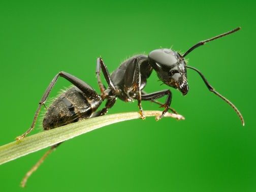 Все о муравьях в Пензе | ЗооТом портал о животных