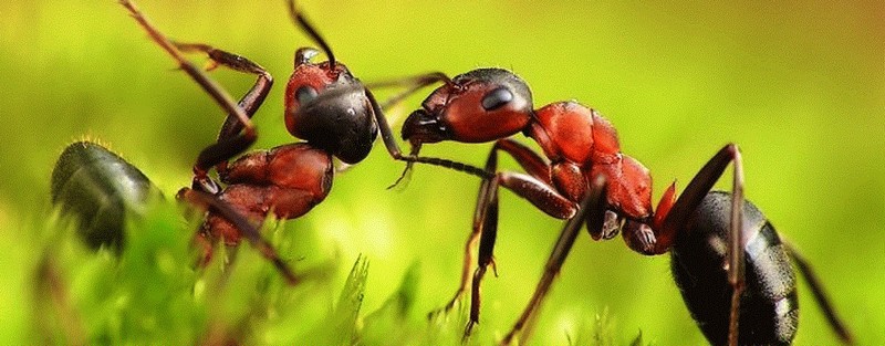 Все о муравьях в Пензе | ЗооТом портал о животных