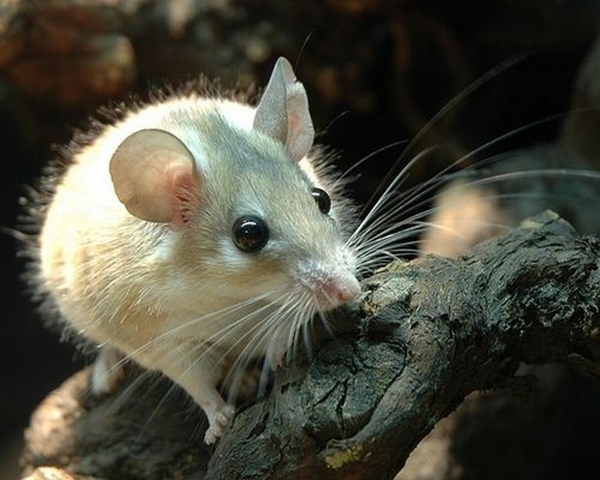 Все о мышах в Пензе | ЗооТом - продажа, вязка и услуги для животных в Пензе