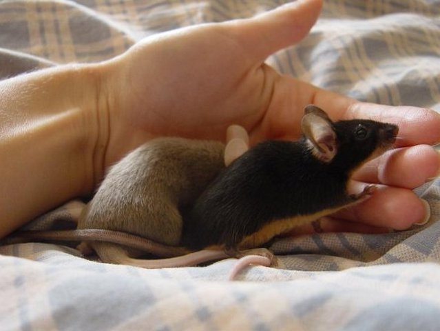 Все о мышах в Пензе | ЗооТом - продажа, вязка и услуги для животных в Пензе