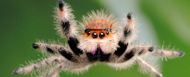 Все о пауках в Пензе | ЗооТом портал о животных
