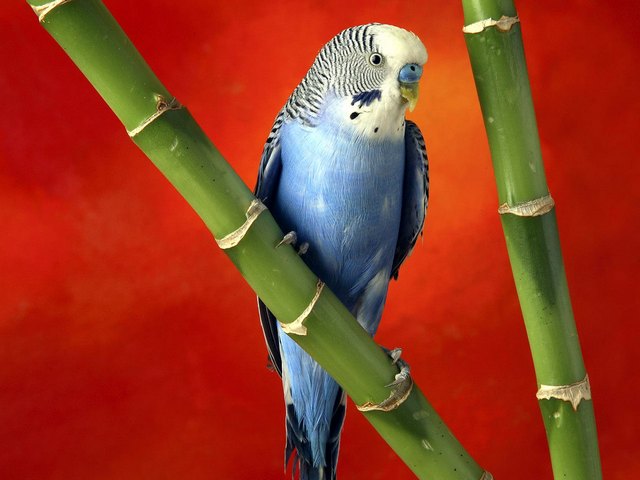 Все о попугаях в Пензе | ЗооТом портал о животных
