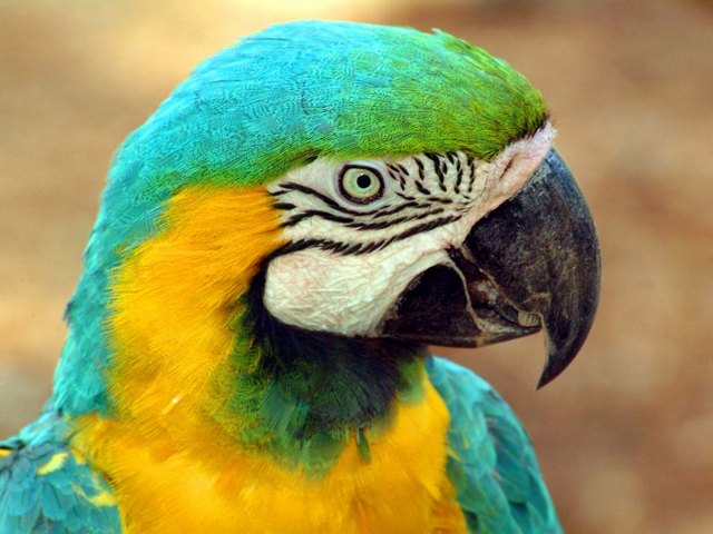 Все о попугаях в Пензе | ЗооТом портал о животных