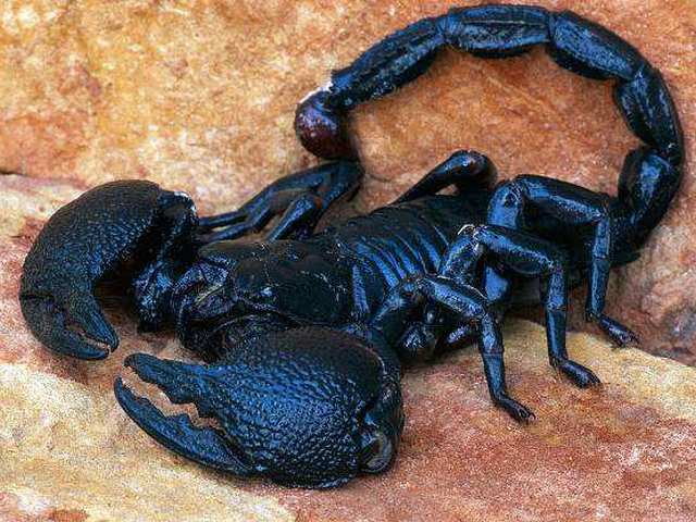 Все о скорпионах в Пензе | ЗооТом портал о животных