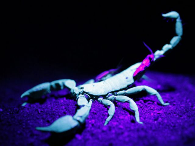 Все о скорпионах в Пензе | ЗооТом портал о животных