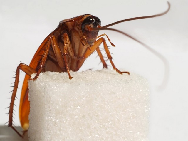 Все о тараканах в Пензе | ЗооТом портал о животных