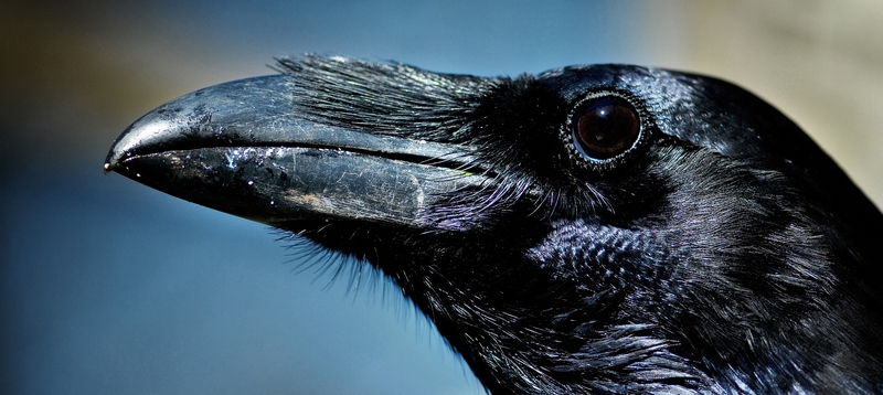 Все о воронах в Пензе | ЗооТом портал о животных