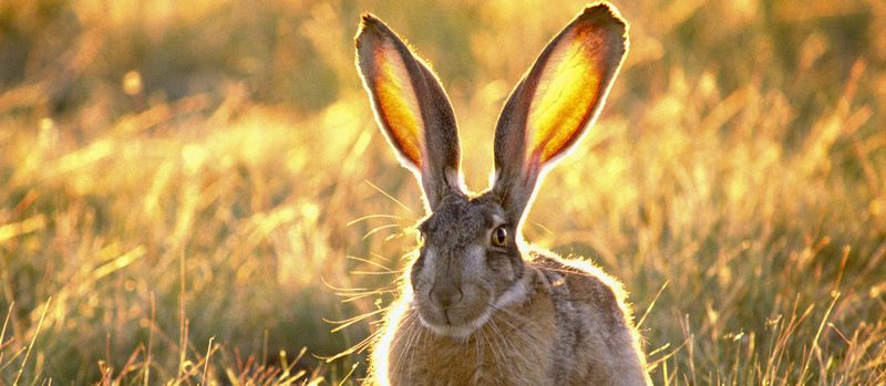 Все о зайцах | ЗооТом - продажа, вязка и услуги для животных в Пензе