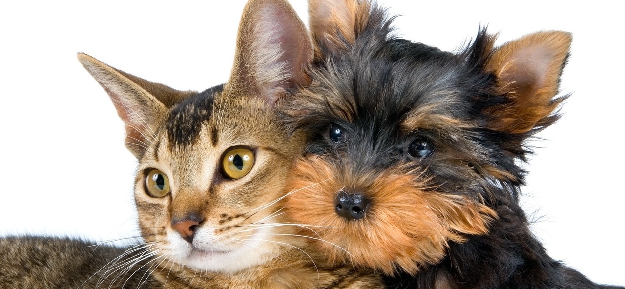 Доска объявлений о животных | ЗооТом - продажа, вязка и услуги для животных в Пензе