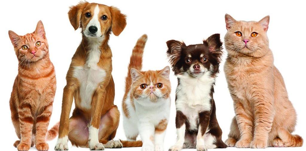 Доска объявлений о животных | ЗооТом - продажа, вязка и услуги для животных в Пензе