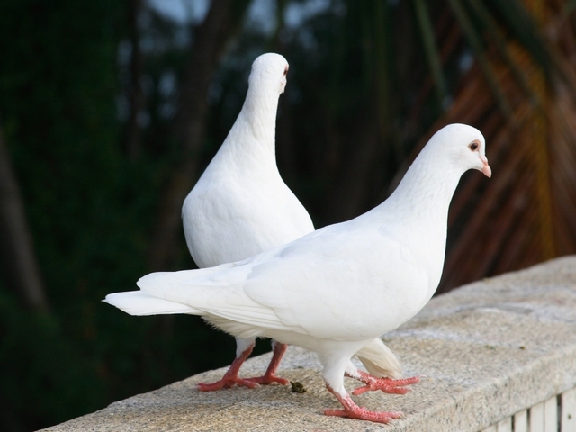 Все о голубях | ЗооТом - продажа, вязка и услуги для животных в Пензе
