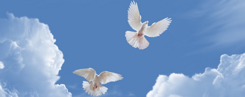 Все о голубях | ЗооТом - продажа, вязка и услуги для животных в Пензе