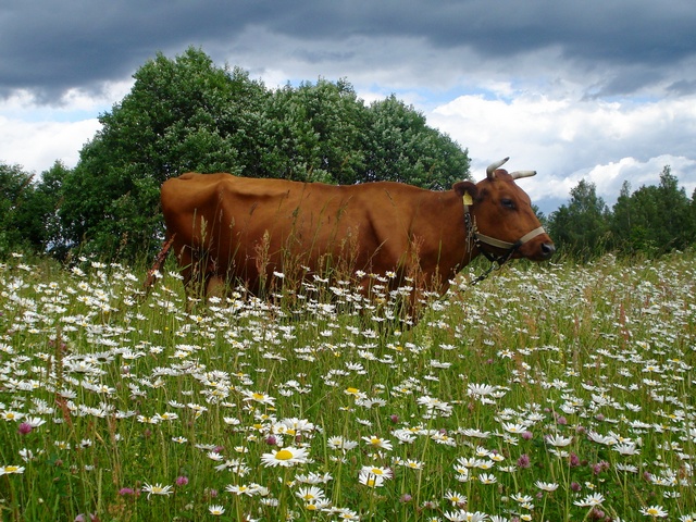 Все о коровах в Пензе | ЗооТом портал о животных