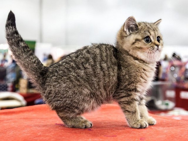 Породы кошек в Пензе | ЗооТом портал о животных