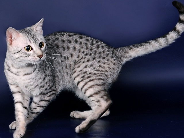 Породы кошек в Пензе | ЗооТом портал о животных