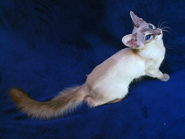 Выведенные породы кошек в Пензе | ЗооТом портал о животных
