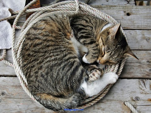 Все о кошках в Пензе | ЗооТом портал о животных