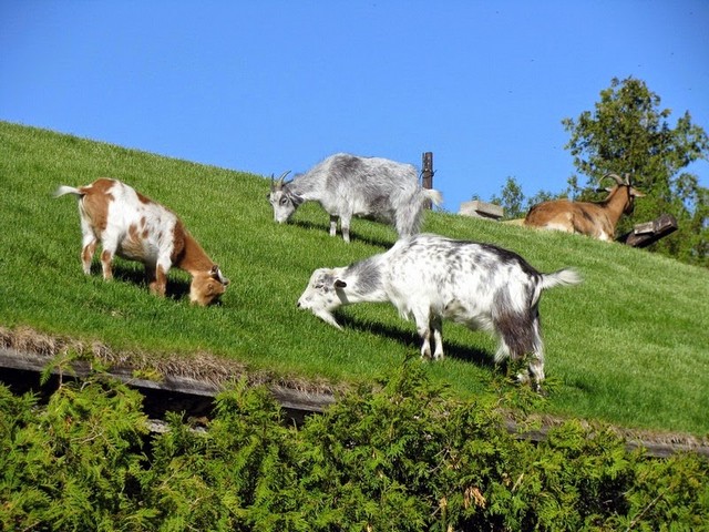 Все о козах в Пензе | ЗооТом портал о животных