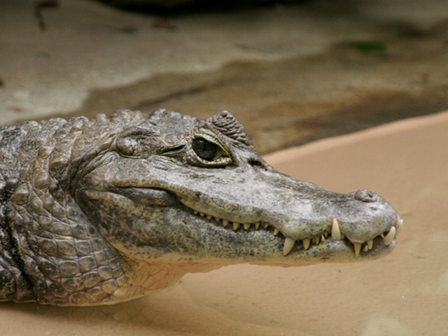 Все о крокодилах в Пензе | ЗооТом портал о животных