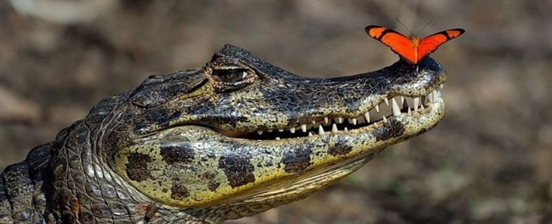 Все о крокодилах в Пензе | ЗооТом портал о животных