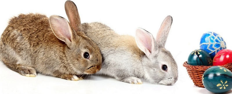 Все о кроликах в Пензе | ЗооТом портал о животных