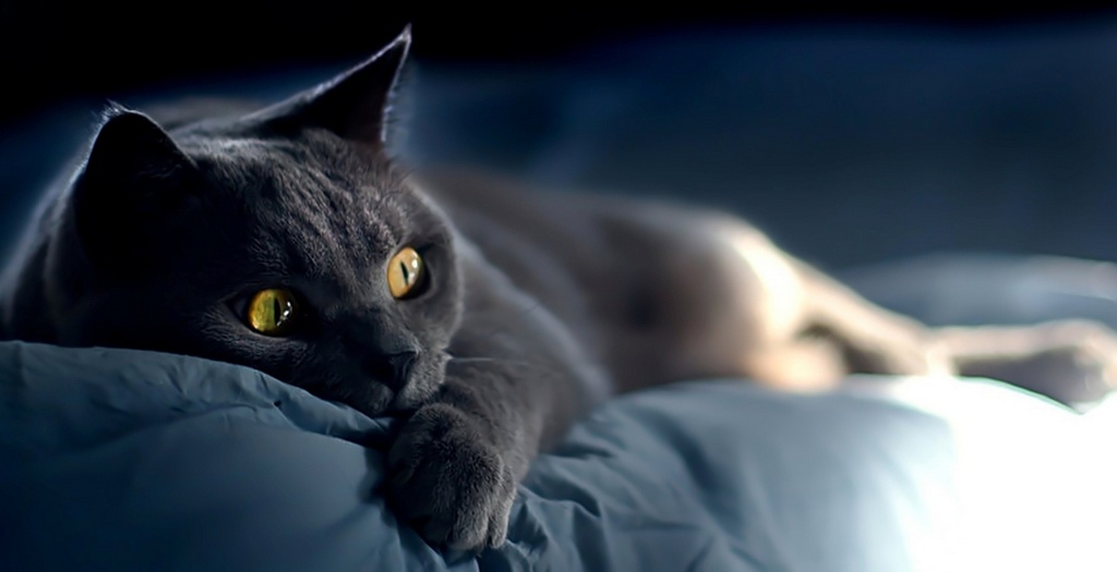 Объявления о кошках | ЗооТом - продажа, вязка и услуги для животных в Пензе