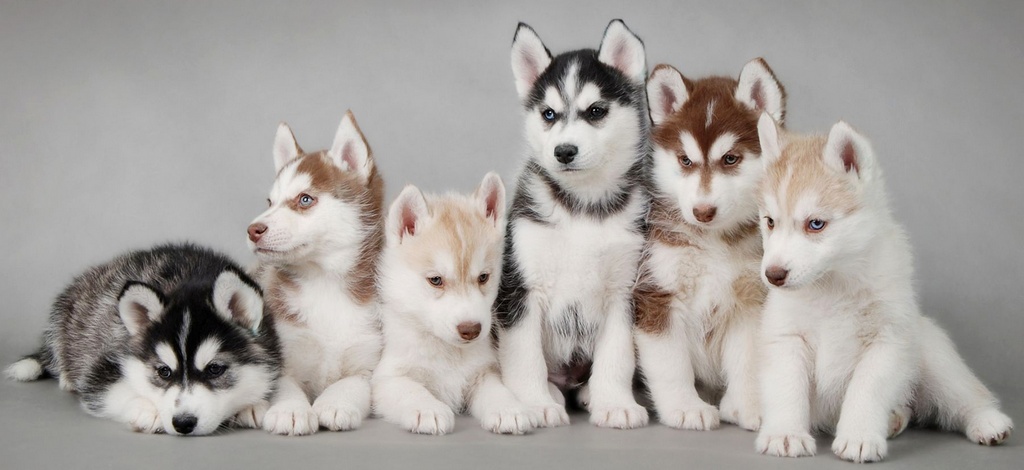 Объявления о собаках | ЗооТом - продажа, вязка и услуги для животных в Пензе