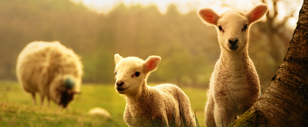 Объявления о сельскохозяйственных животных | ЗооТом - продажа, вязка и услуги для животных в Пензе