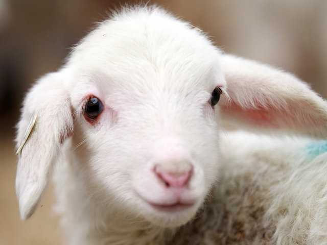 Овцы и бараны в Пензе | ЗооТом портал о животных