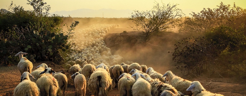 Все об овцах в Пензе | ЗооТом портал о животных
