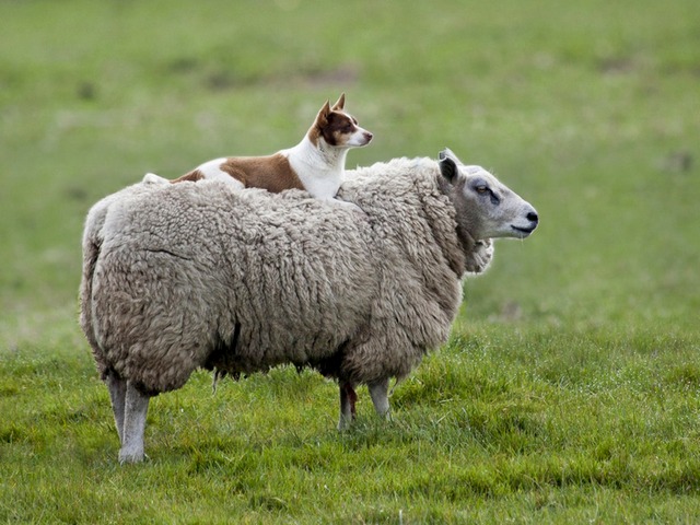 Все об овцах в Пензе | ЗооТом портал о животных