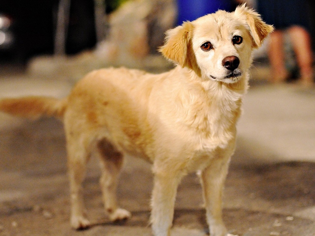 Породы собак в Пензе | ЗооТом портал о животных