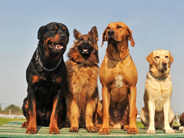 Крупные породы собак в Пензе | ЗооТом портал о животных