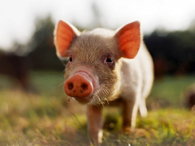 Все о свиньях в Пензе | ЗооТом портал о животных