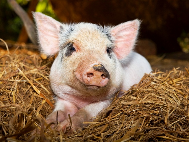 Все о свиньях в Пензе | ЗооТом портал о животных