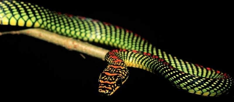 Все о змеях в Пензе | ЗооТом портал о животных